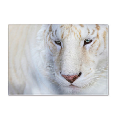 Wholesale of Animal New Big Carpet Wholesale Simple Style Bedroom Floor Mats and Door Mats