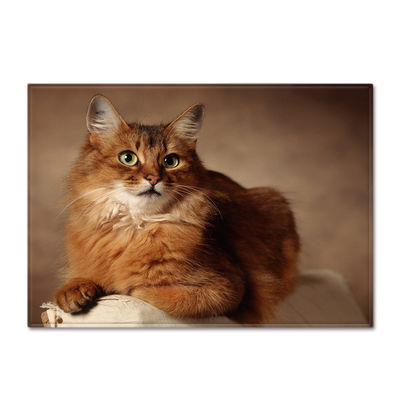Animal New Cartoon Large Carpet Source Wholesale Feather ins Style Bedroom Floor Mats